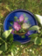 Plateau rond La corbeille de lilas